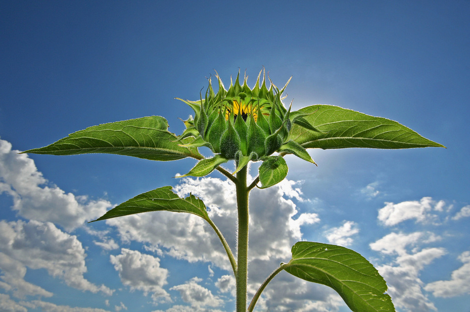 bald blühen wieder die Sonnenblumen