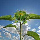 bald blühen wieder die Sonnenblumen