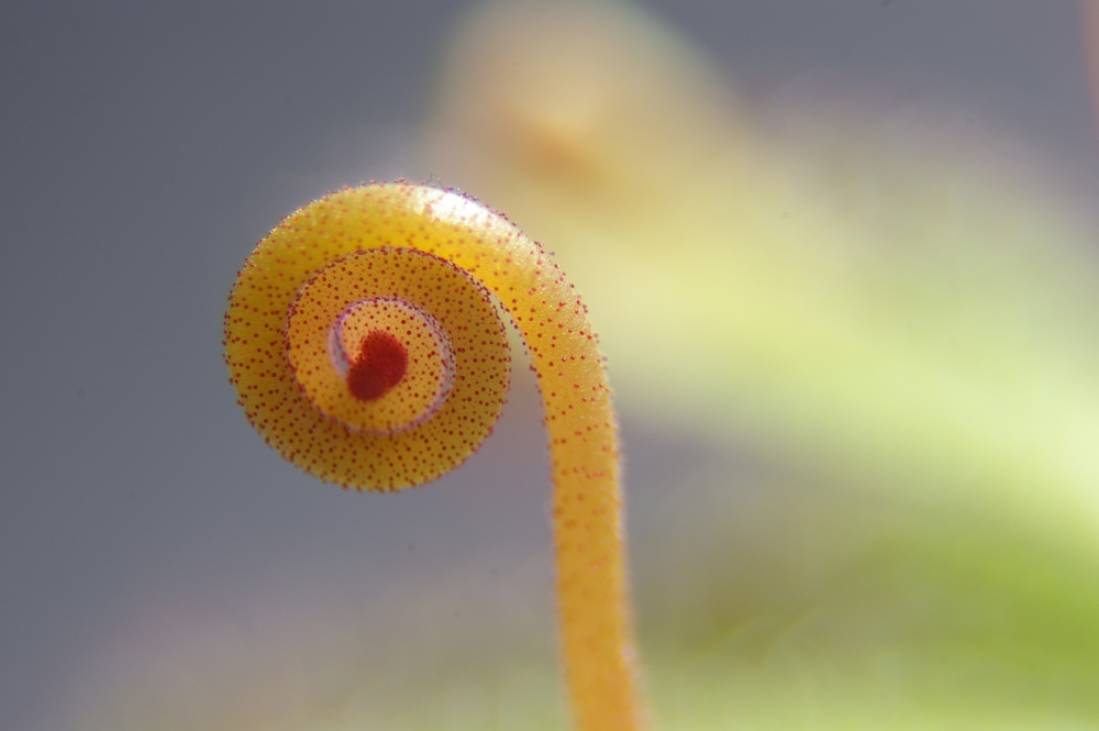 Bald blüht sie... Drosera aliciae