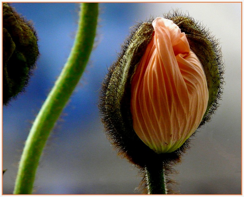 Bald blüht wieder der Mohn.