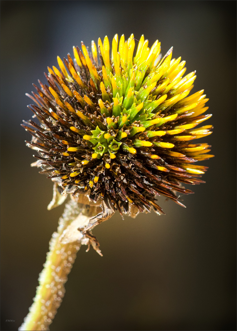 Bald Coneflower