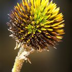 Bald Coneflower