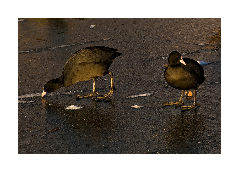 bald coot