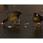 bald coot