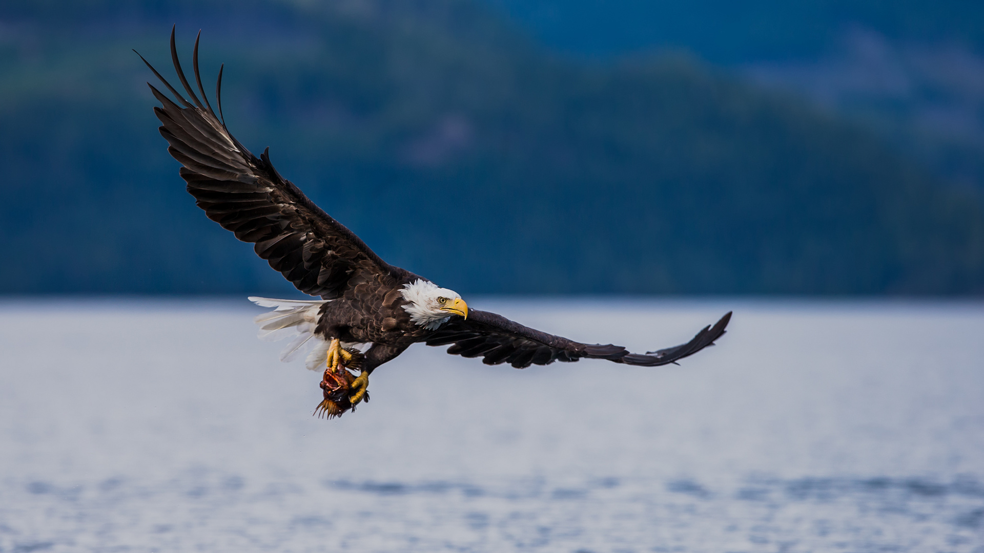 Bald Eagle