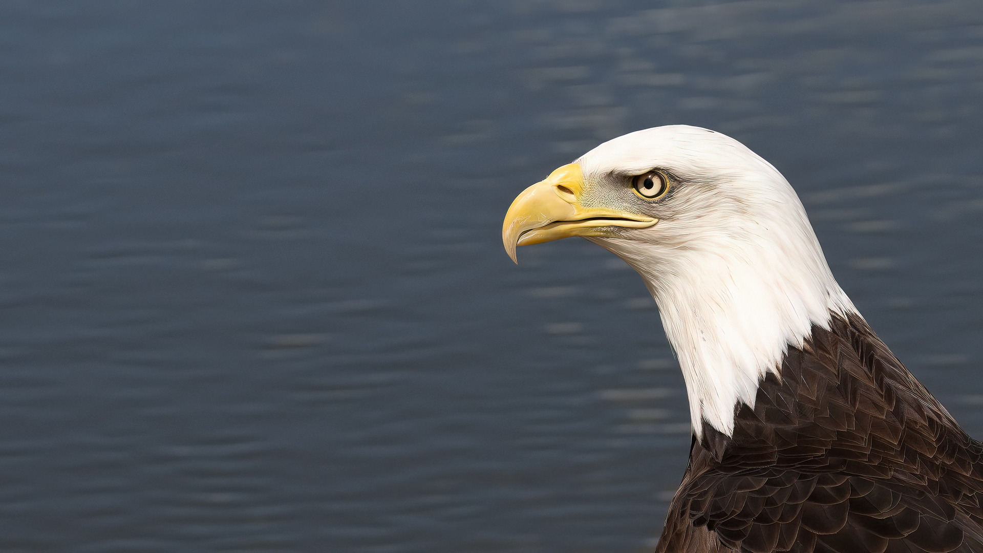 Bald Eagle