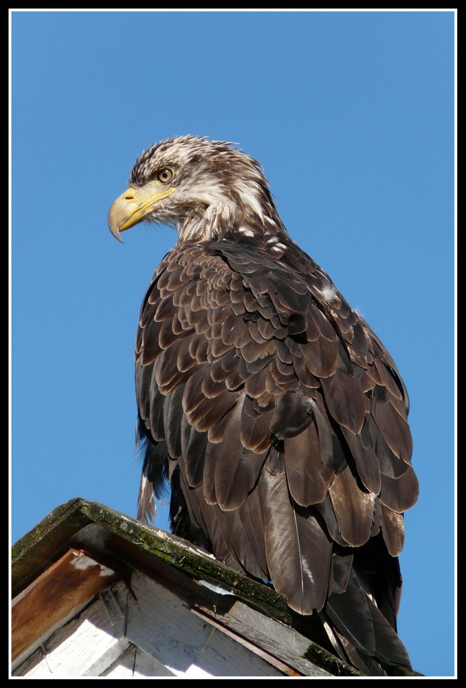 Bald Eagle