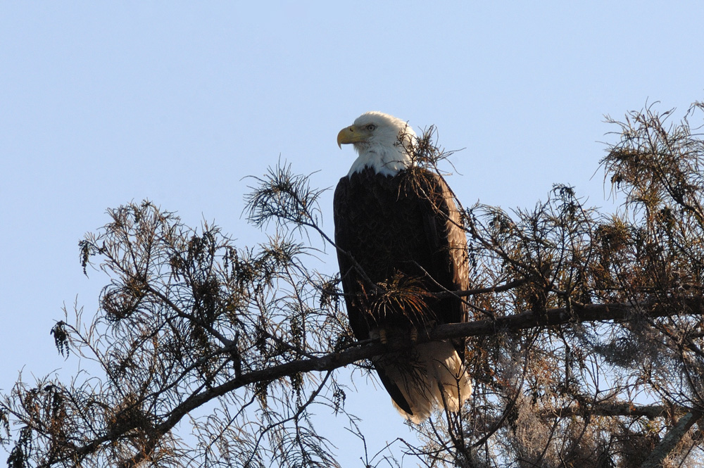 Bald Eagle