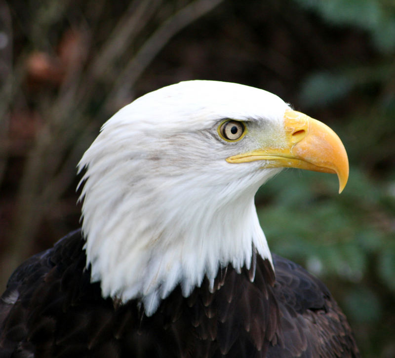 Bald Eagle 1