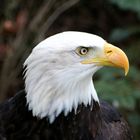 Bald Eagle 1