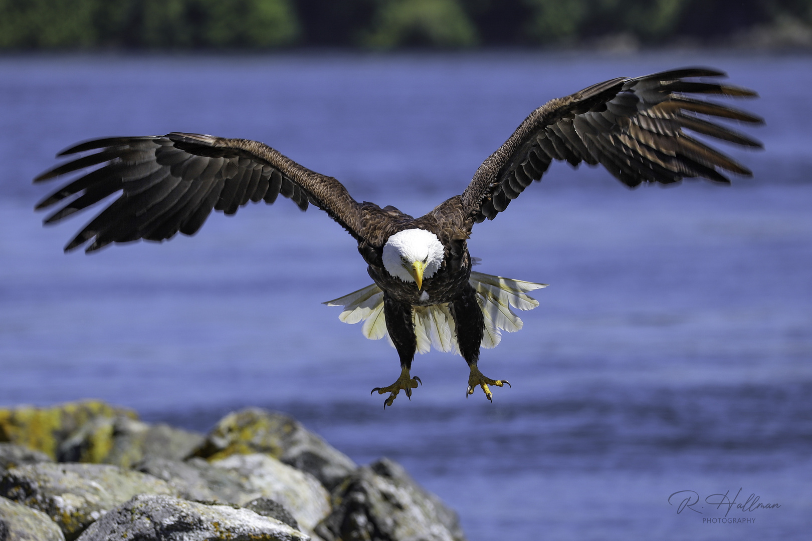 Bald Eagle