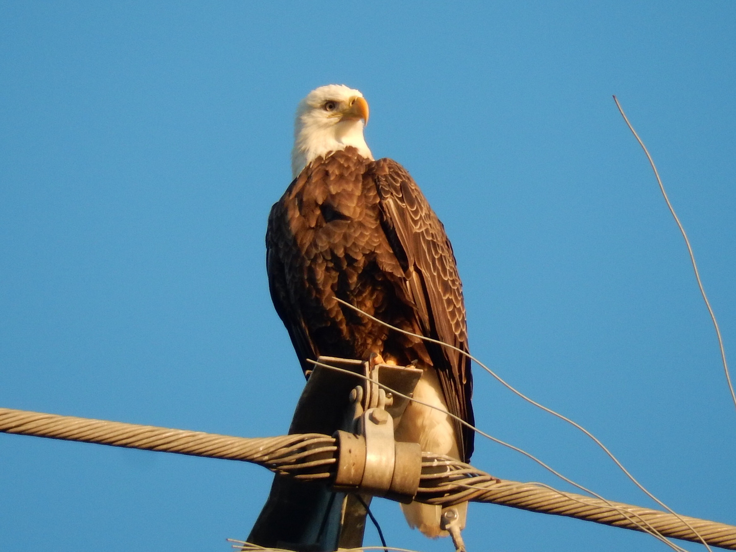 Bald eagle 