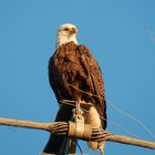 Bald eagle 