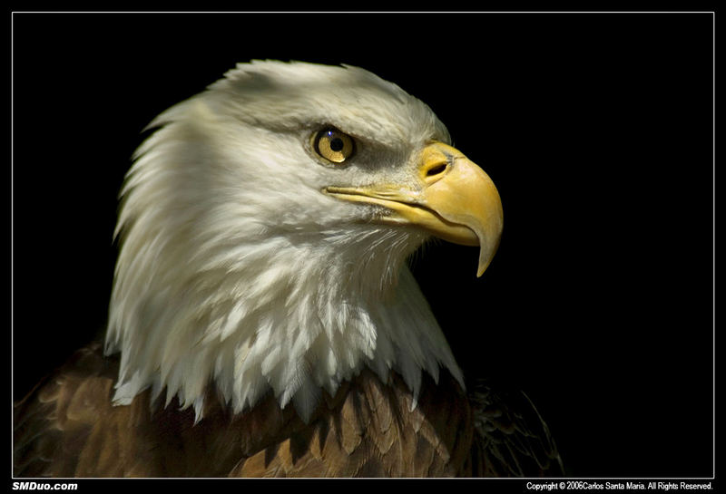 "Bald Eagle"