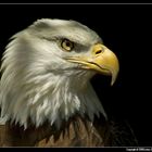 "Bald Eagle"