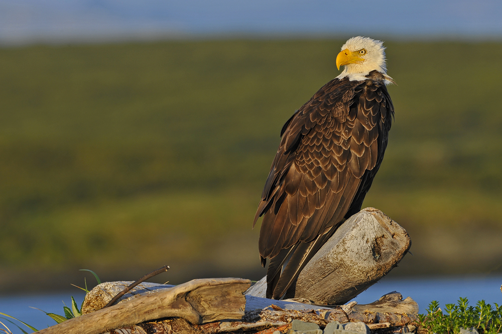 Bald Eagle