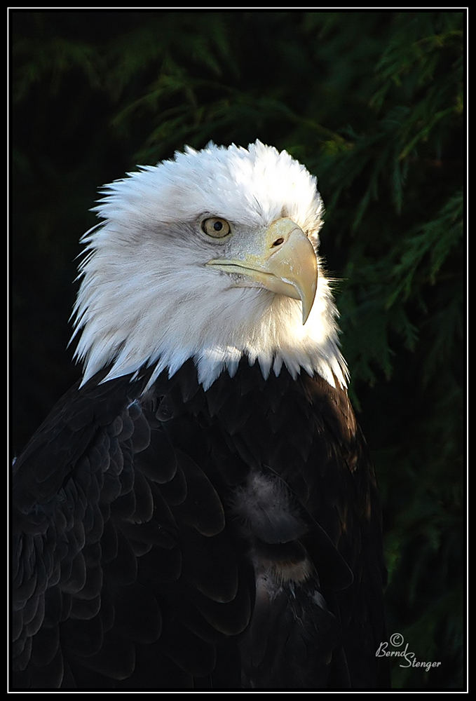 Bald Eagle