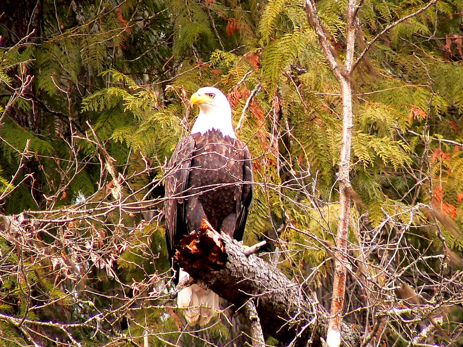 Bald Eagle