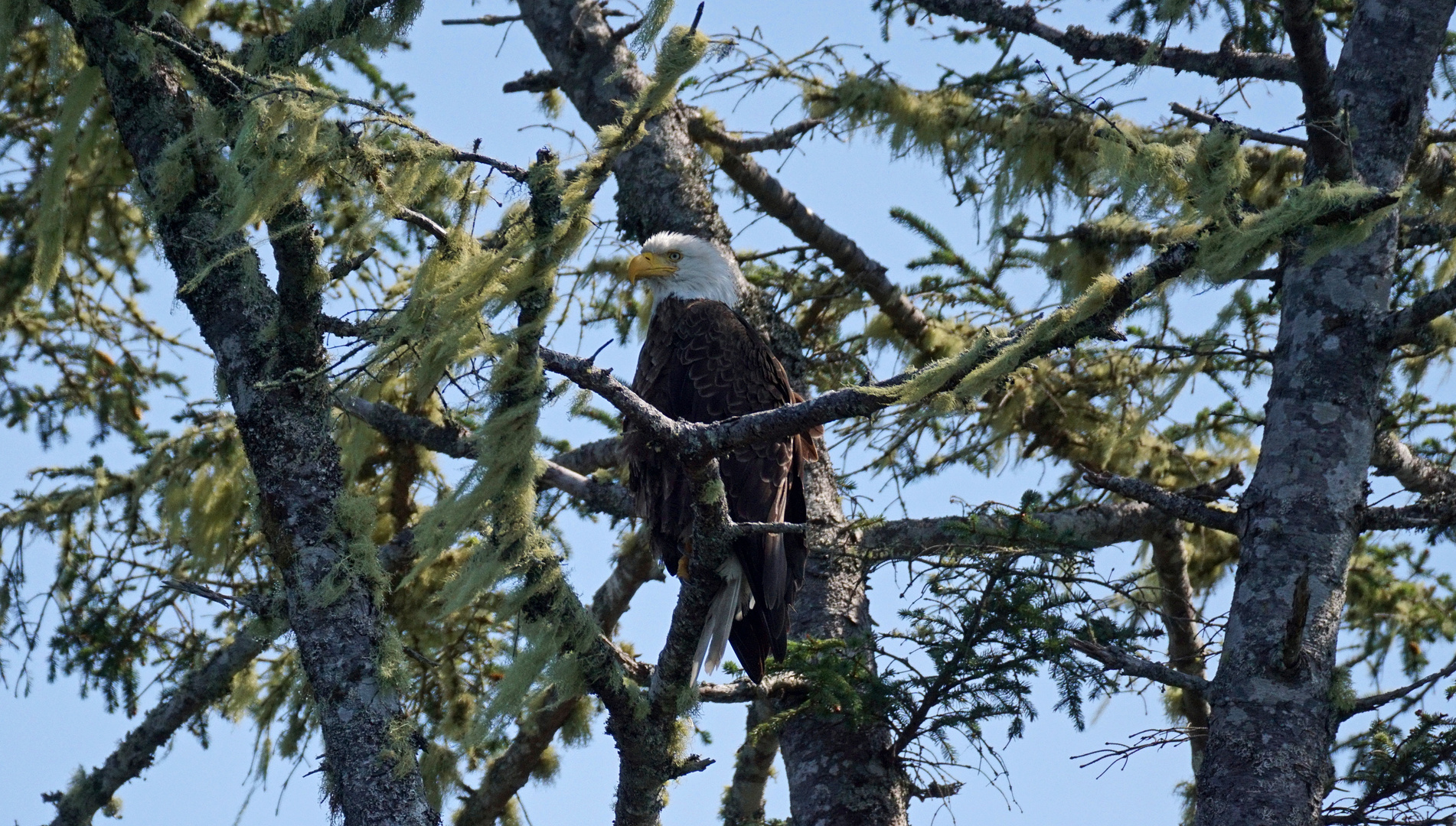 Bald Eagle 2