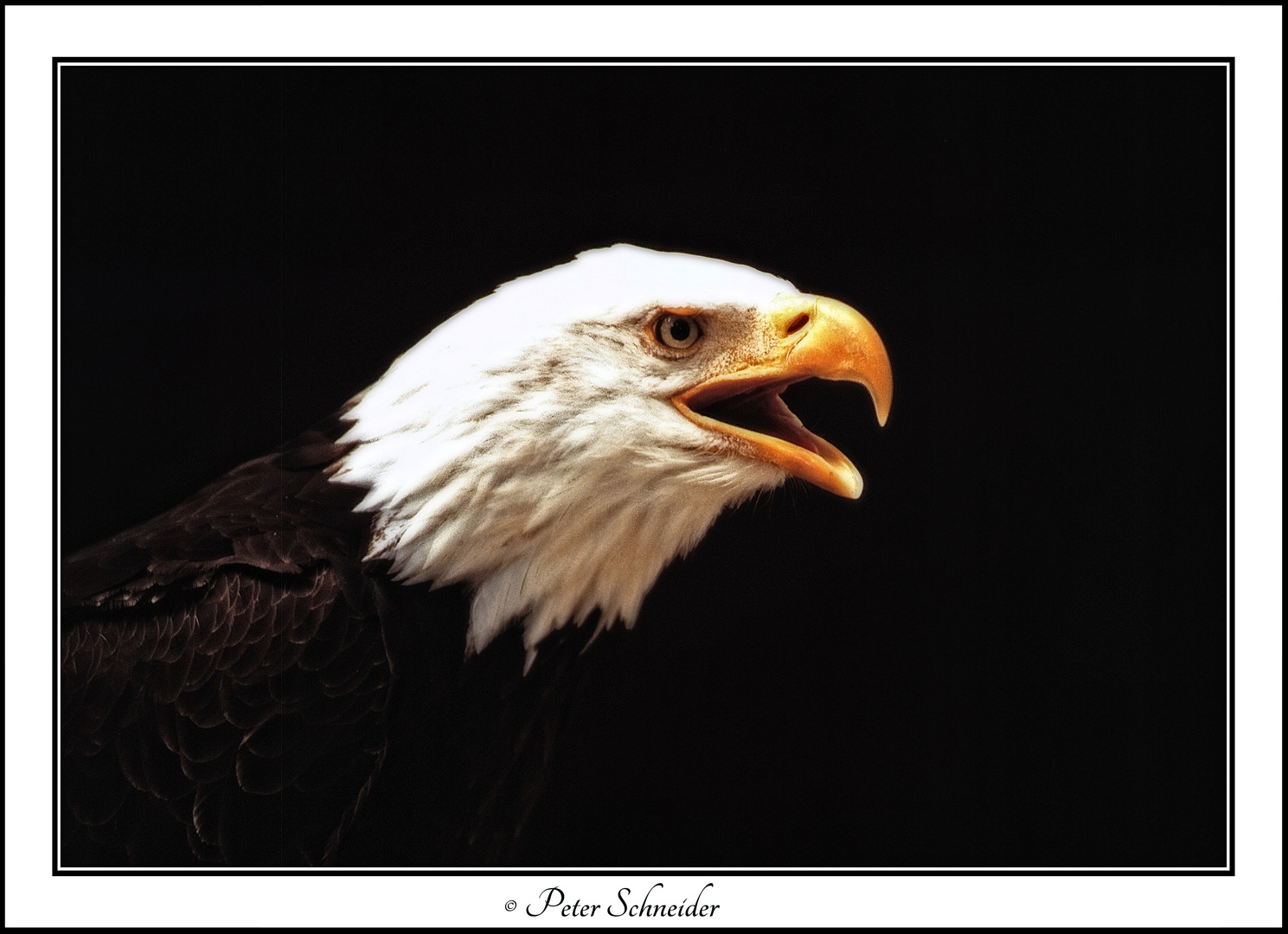 Bald Eagle 2