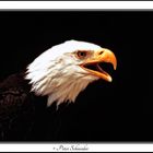 Bald Eagle 2