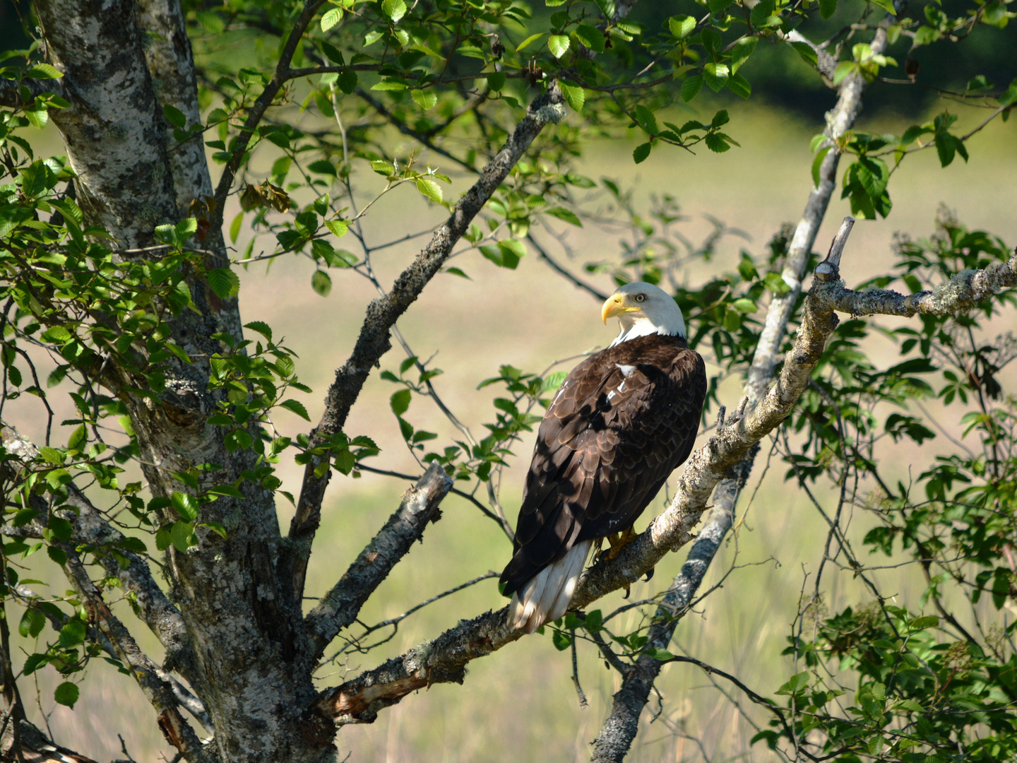 Bald Eagle