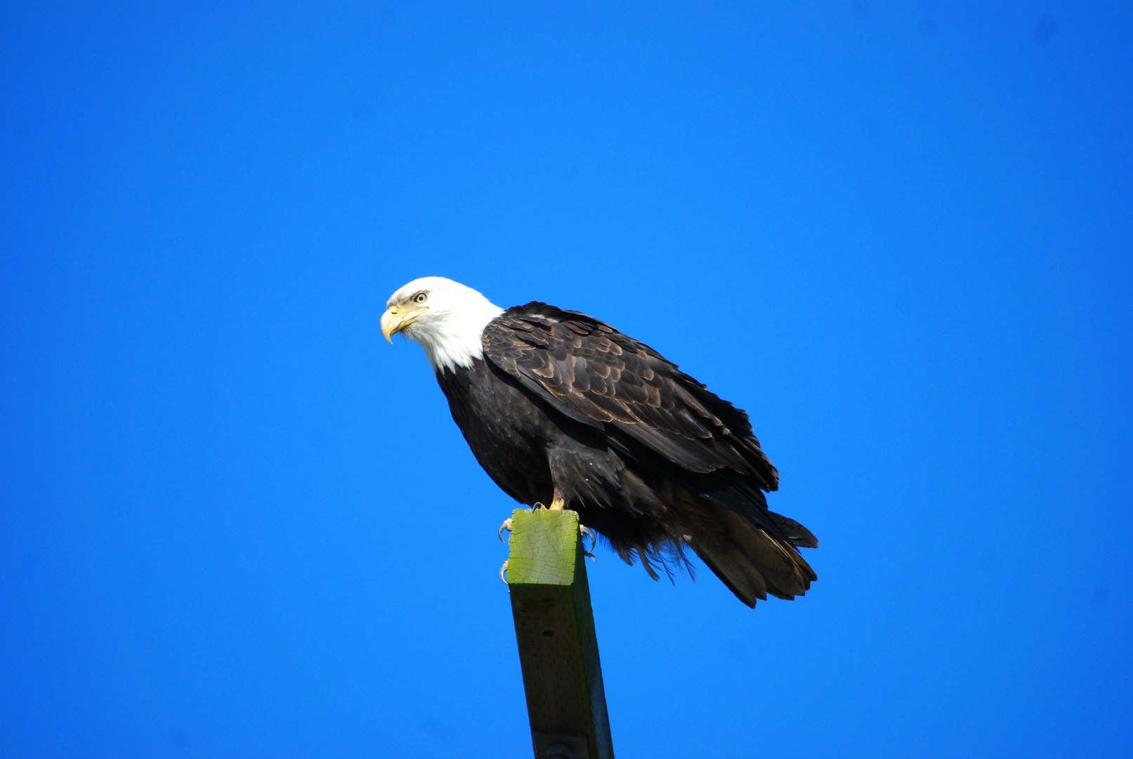 Bald Eagle