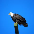 Bald Eagle