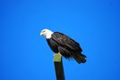 Bald Eagle by KristinaBurnaby 