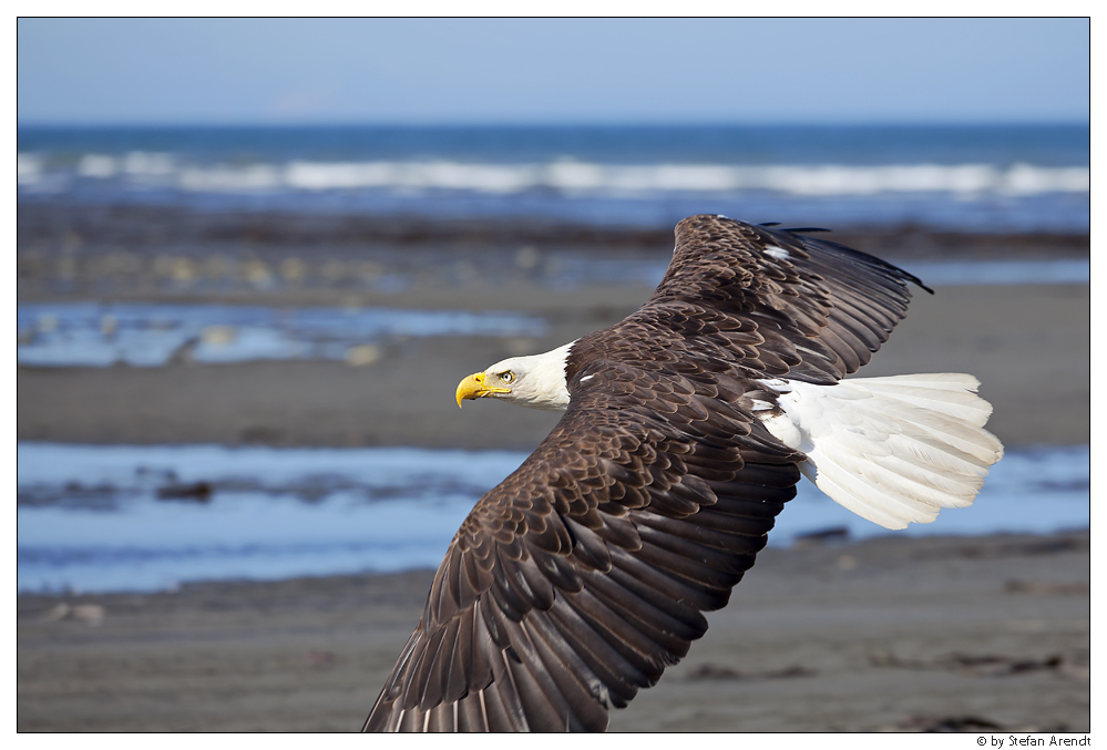 Bald Eagle