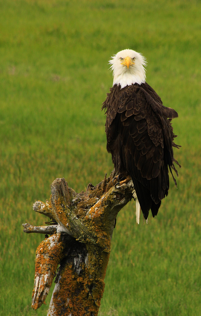 Bald Eagle