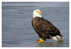 Bald Eagle