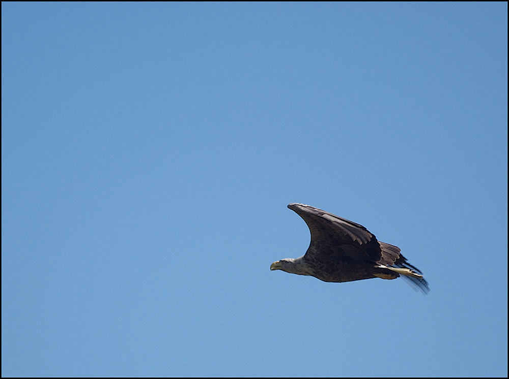 Bald Eagle