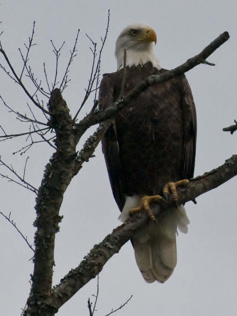 Bald Eagle 5