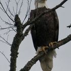 Bald Eagle 5