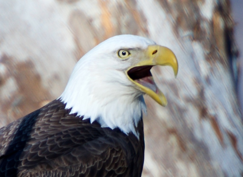 Bald Eagle