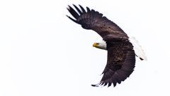 Bald Eagle