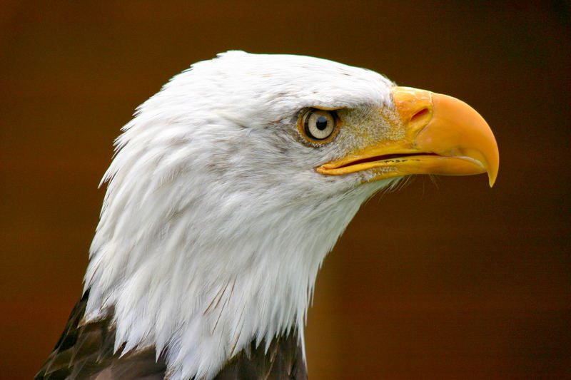 Bald eagle