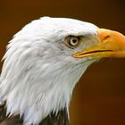 Bald eagle