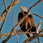 -Bald Eagle-