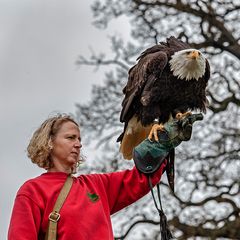 BALD EAGLE