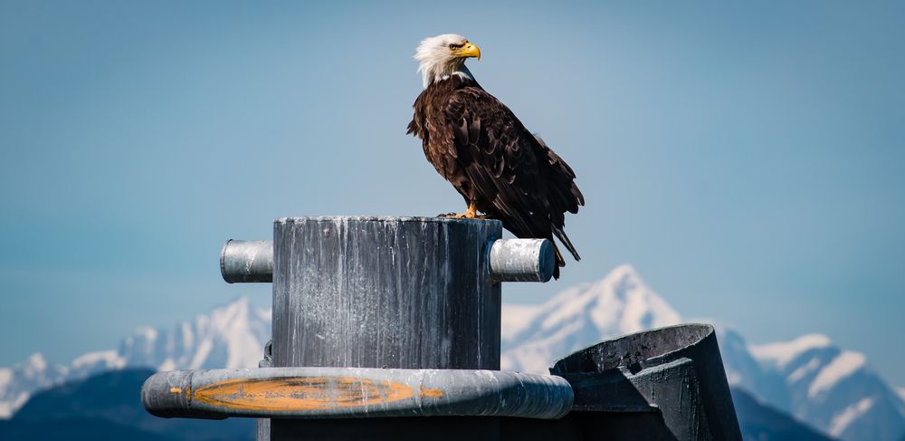 Bald Eagle