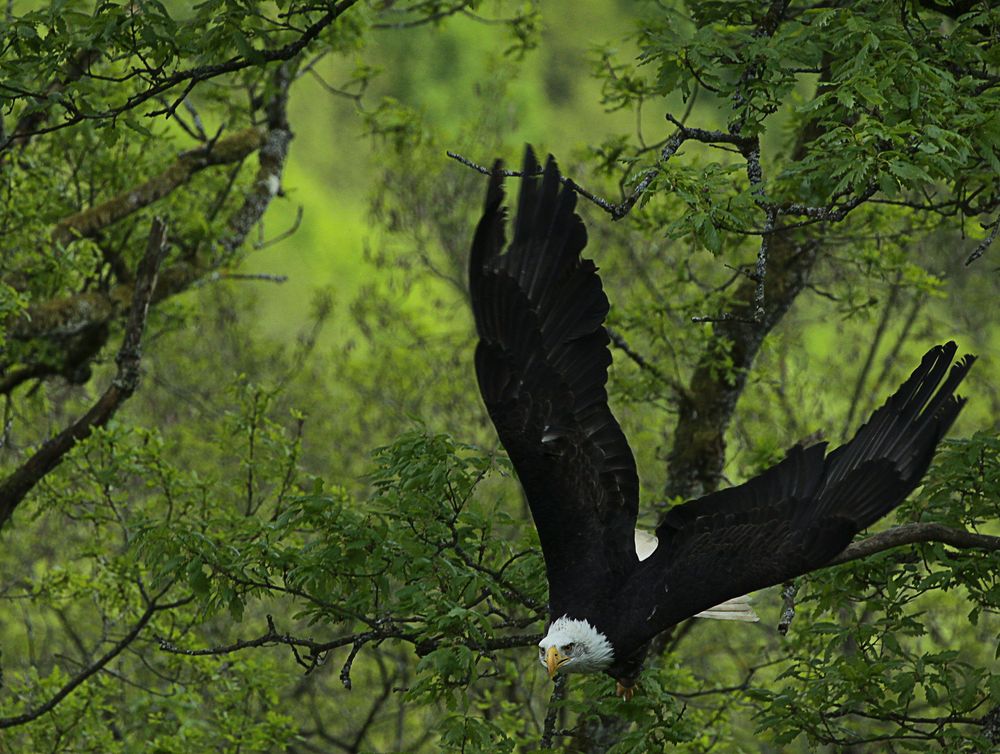 Bald Eagle