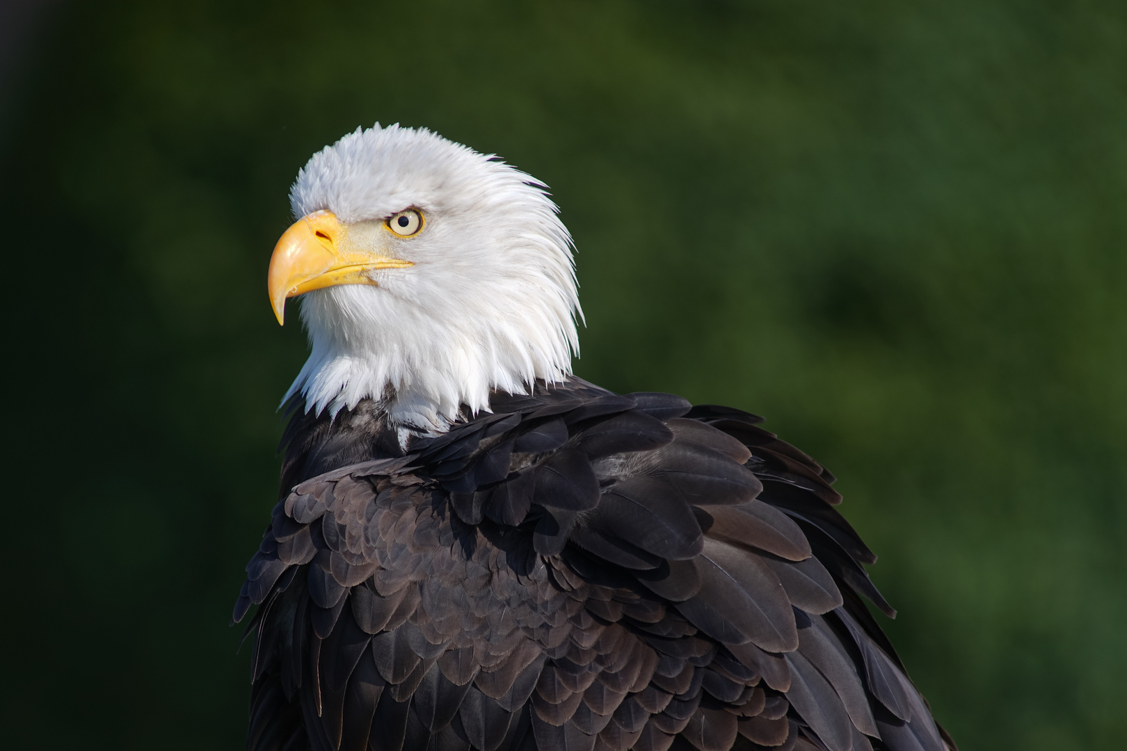 *** Bald eagle ***