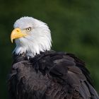 *** Bald eagle ***