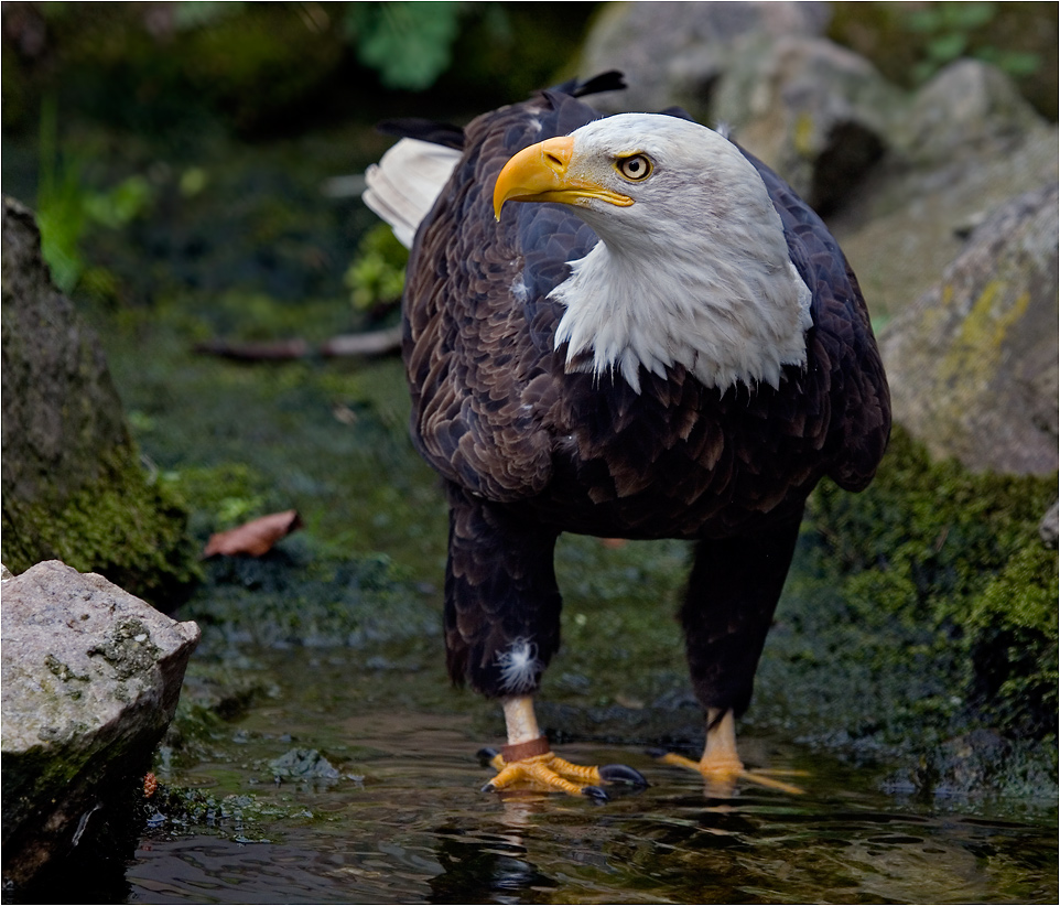 BALD EAGLE