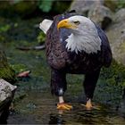 BALD EAGLE