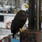 Bald Eagle