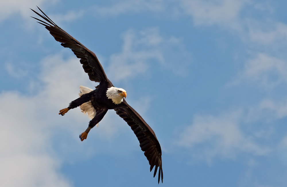 ..:: bald eagle ::..