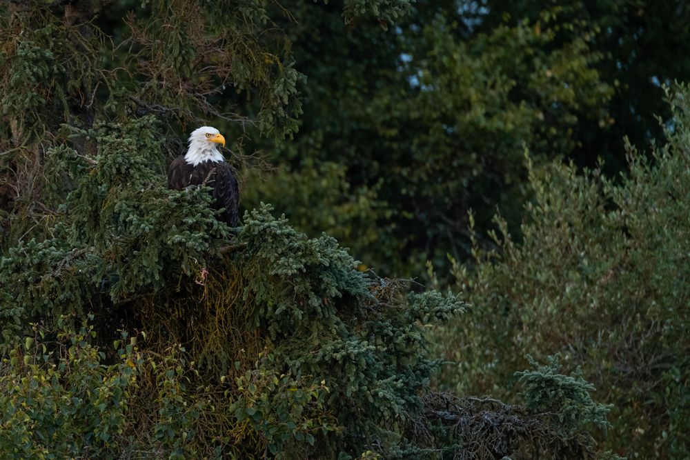 Bald Eagle